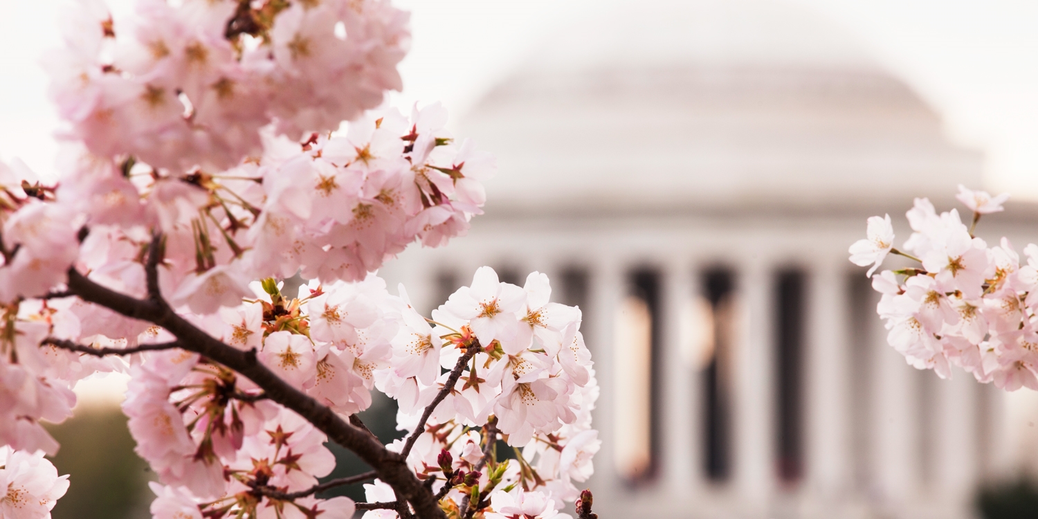 Cherry blossom season in DC is a must-see 